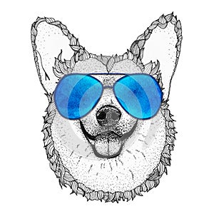 Corgi dog head hand drawn illustration. Doggy in blue sunglasses, isolated