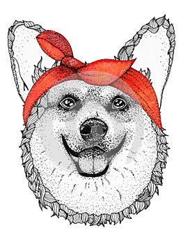 Corgi dog head hand drawn illustration. Doggy in pin-up red bandana, isolated