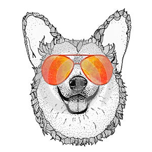Corgi dog head hand drawn illustration. Doggy in sunglasses, isolated