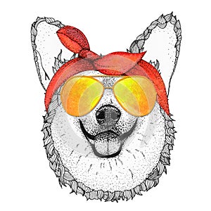 Corgi dog head hand drawn illustration. Doggy in sunglasses and pin-up bandana, isolated