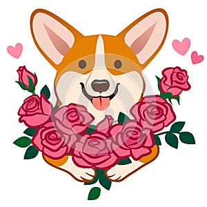 Corgi dog holding a bouquet of roses vector cartoon illustration. Funny cute humorous love, friendship, dating, romance, birthday