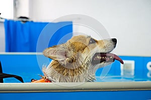 Corgi dog in life jacket swim in the swimming pool. Pet rehabilitation