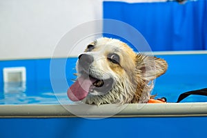 Corgi dog in life jacket swim in the swimming pool. Pet rehabilitation
