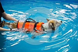 Corgi dog in life jacket swim in the swimming pool. Pet rehabilitation