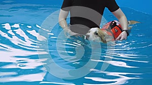 Corgi dog in life jacket swim in the swimming pool. Pet rehabilitation