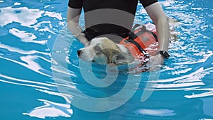 Corgi dog in life jacket swim in the swimming pool. Pet rehabilitation