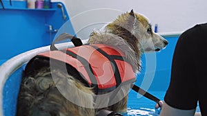 Corgi dog in life jacket in the swimming pool. Pet rehabilitation