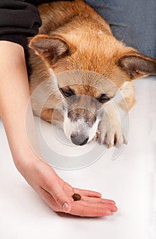 Corgi dog looking at dainty in owner hand