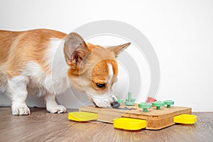 Corgi dog play with educational toy, pokes his nose into feeder with hidden food