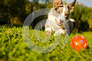 Corgi dog is playing