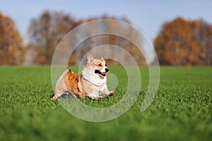 Corgi dog puppy in autumn Parke runs fast on the green grass