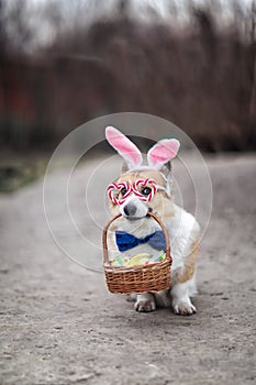 corgi dog puppy in Easter bunny ears and glasses is sitting in the garden with a basket of festive eggs and chickens