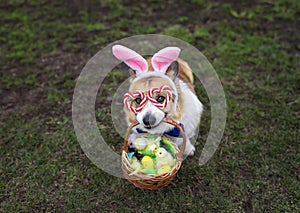 corgi dog puppy in easter bunny ears and glasses is sitting on the grass with a basket of eggs and chickens