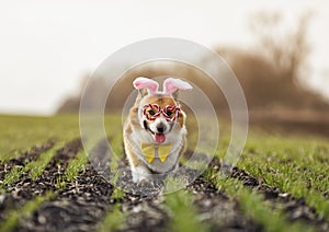 corgi dog puppy in Easter bunny ears runs through a green spring field