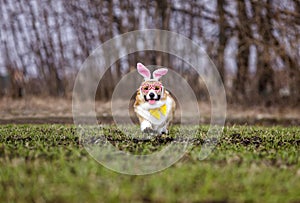 Corgi dog puppy in Easter bunny ears runs through a green spring field