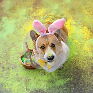 corgi dog puppy in easter bunny ears is sitting with a colorful egg in his teeth surrounded by bright colors of holi