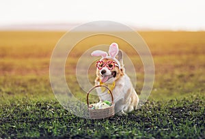 corgi dog puppy in rabbit ears and festive glasses with an Easter basket of eggs is sitting in a spring meadow