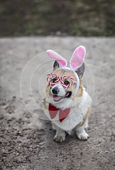 corgi dog puppy in rabbit ears and festive glasses is sitting in the spring garden