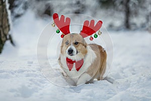 Corgi dog puppy in reindeer Christmas horns walks on white snow