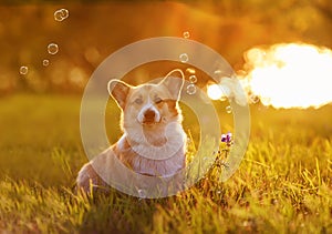 Corgi dog puppy sits on bright green meadow bathed in warm sunlight and shiny soap bubbles on a summer evening