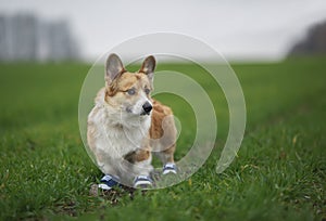 Corgi dog puppy in sports sneakers on jogging in the park