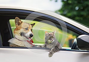 Corgi dog puppy and a tabby cat leaned out of a car window during a summer vacation trip