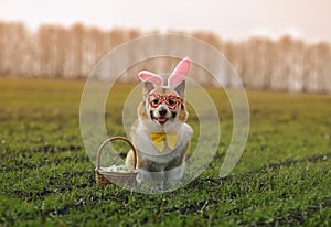 Corgi dog in rabbit ears and festive glasses with an Easter basket of eggs is sitting in a spring meadow