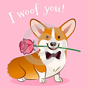 Corgi dog with rose flower in mouth Valentine`s day card vector cartoon. Cute sitting corgi puppy on pink background. Funny photo