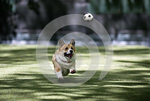 Corgi dog runs after a soccer ball with a ball on the city sports field on the street