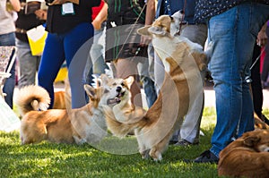 Corgi dog show