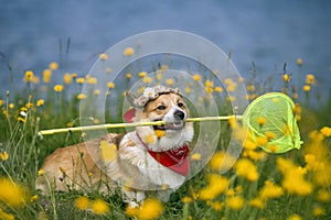 Corgi dog sits on a blooming summer meadow with a butterfly net in his teeth