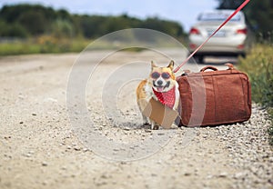 Corgi dog sits on the road with a suitcase and a sign around his neck waiting for a passing car