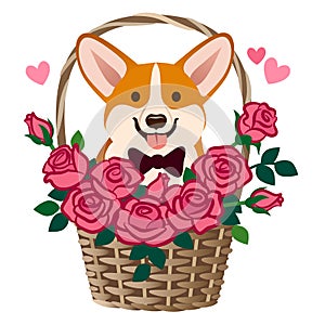 Corgi dog sitting in a basket of roses vector cartoon illustration. Funny cute humorous love, friendship, dating, romance,