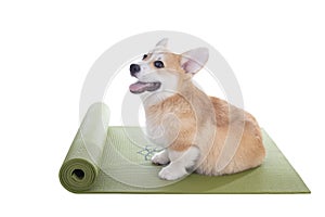 Corgi dog sitting on a yoga mat, concentrating for exercise.