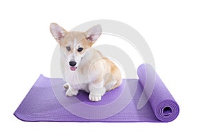 Corgi dog sitting on a yoga mat, concentrating for exercise sport concept, isolated on white background