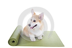 Corgi dog sitting on a yoga mat, concentrating for exercise sport concept, isolated on white background