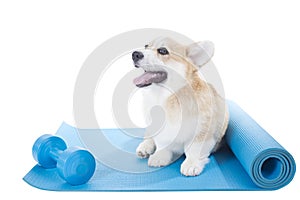 Corgi dog sitting on a yoga mat