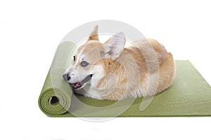 Corgi dog sitting on a yoga mat