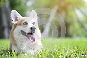 Corgi dog smile and happy on the grass