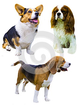 Corgi dog on white background. Cavalier King Charles Spaniel. be