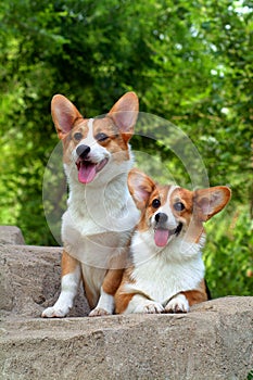 Corgi dogs
