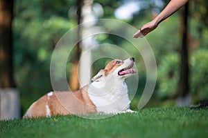 Corgi dogs playing in the Park
