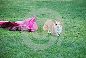 Corgi Exits Chute