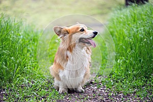 corgi fluffy portrait