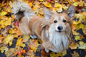 Corgi fluffy portrait