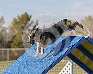 Corgi on A Frame at an Agility Event