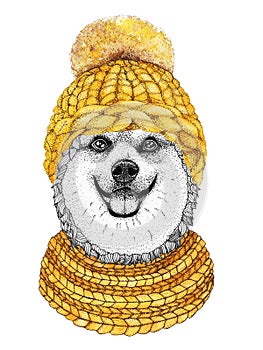 Corgi with gold knitted hat and scarf. Hand drawn illustration of dressed dog