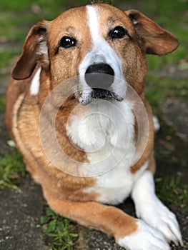 Corgi mix dog laying in grass yard