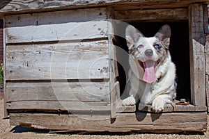 Corgi in old dog house