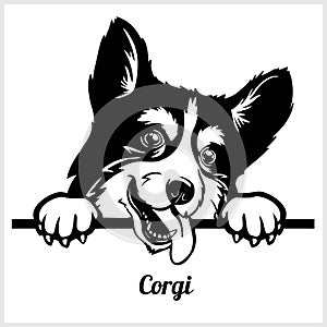 Corgi - Peeking Dogs - breed face head isolated on white photo